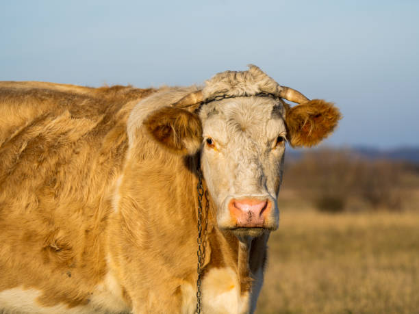 istock portrait of a cow 1448990625