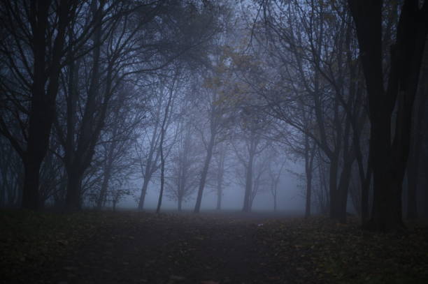 istock Park into the fog 1448990794