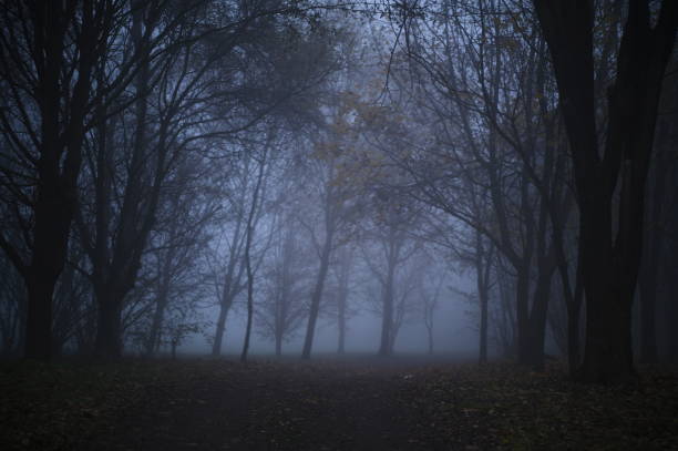 istock Park into the fog 1448990803