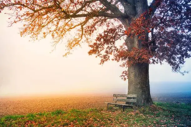 Empty bench in autumn