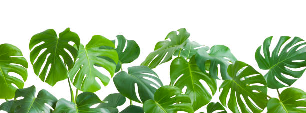 istock Tropical jungle monstera leaves isolated on white background 1448991805
