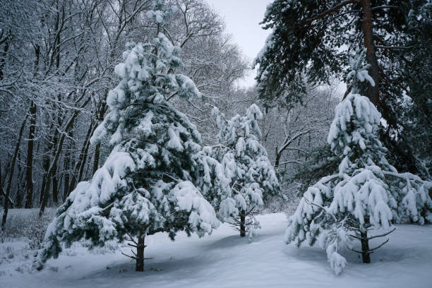 istock Winter morning in the forest 1448994699