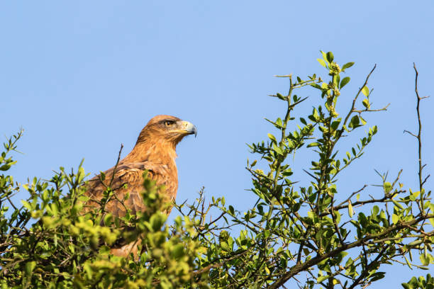 istock Tawny eagle sitting in a treetop 1448997394