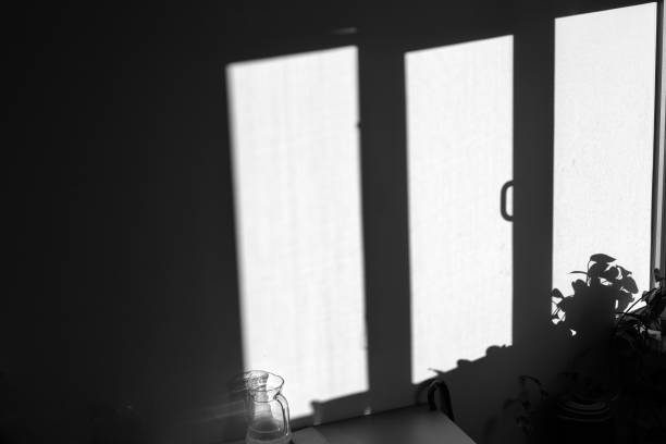 A grayscale of the reflections of windows and a plant against a solid wall