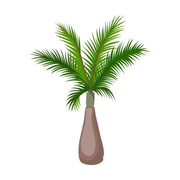Vector illustration of Palm tree with a thick stem, cartoon illustration. Jungle palm tree with green leaves and coconuts isolated on white background. Flat vector