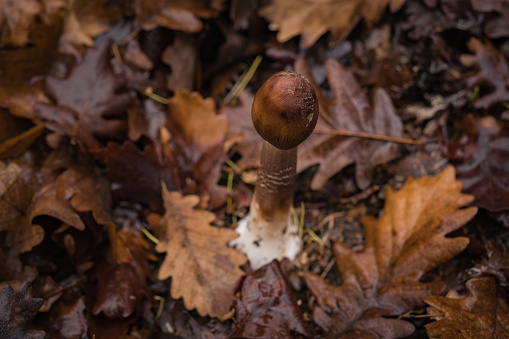 umbrella fungus, mushrooms in oak forests after rain