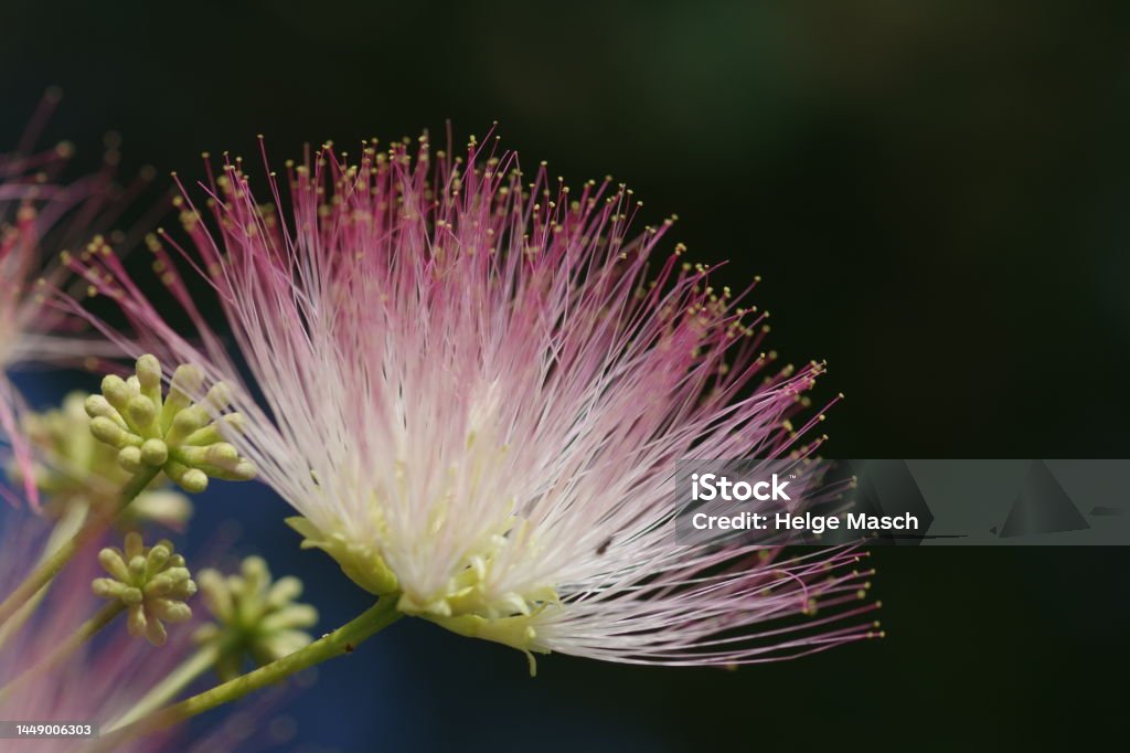 Blüte des Seidenbaums - Lizenzfrei Albizia Stock-Foto