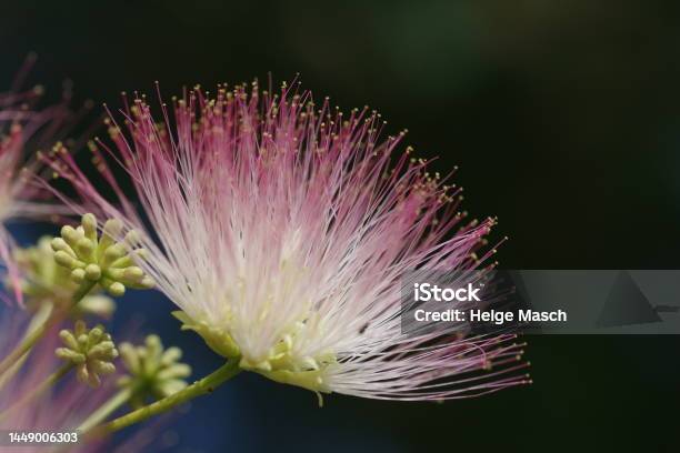 Blüte Des Seidenbaums Stockfoto und mehr Bilder von Albizia - Albizia, Baum, Baumblüte