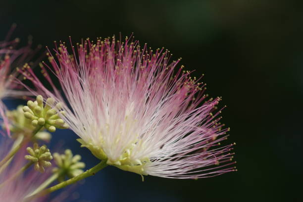 istock Flowering of the silk tree 1449006303