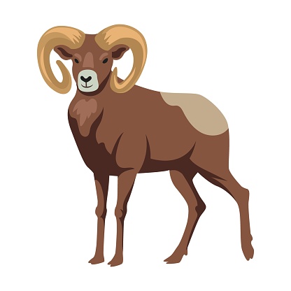 Ram, brown bighorn, cartoon illustration. Sheep, mascot with big horns vector isolated on white background