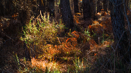 Bruyères et fougères observées entre des rangées de pins landais, dans la forêt des Landes de Gascogne, pendant le crépuscule