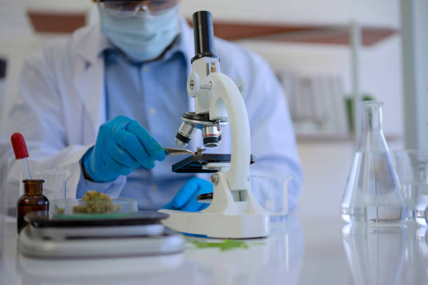 scientist is working with cannabis at laboratory. - laboratory doctor white collar worker research imagens e fotografias de stock