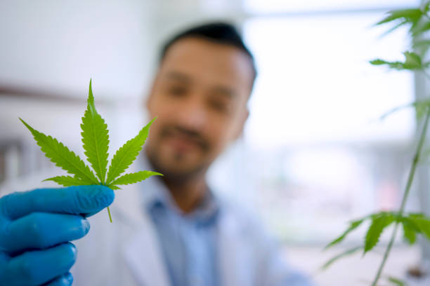 scientist is working with cannabis at laboratory. stock photo