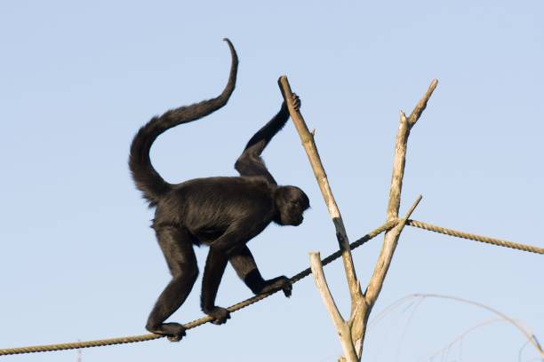 istock Cute black spider monkey walking on a rope with a blue sky in the background 1449007887