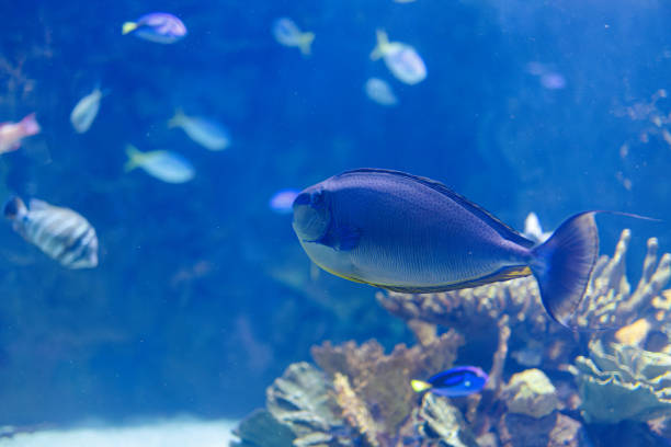 istock Fishes and Corals inside a Big Blue Aquarium Tank 1449008025