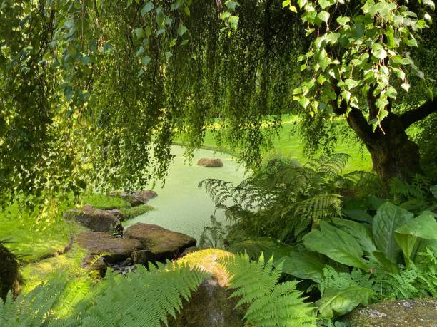 istock Small lake in the forest 1449008306