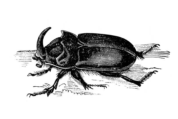 ilustrações de stock, clip art, desenhos animados e ícones de european rhinoceros beetle (oryctes nasicornis) - nasicornis