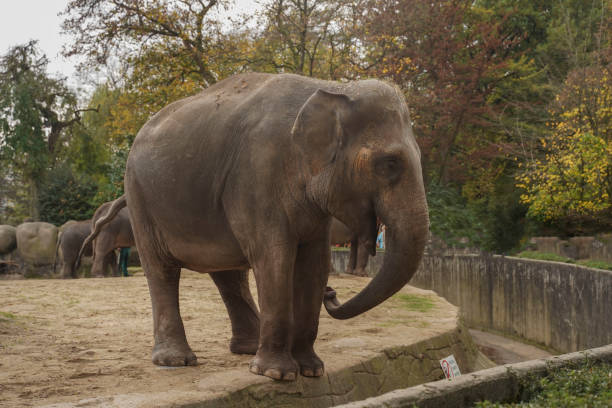 1頭の孤立した大きな象が立って周りを見回しています。小さな耳と牙のない若い象が、森と訪問者の後ろのクローズアップフィールドの動物園に立っています - animal close up elephant animal eye ストックフォトと画像