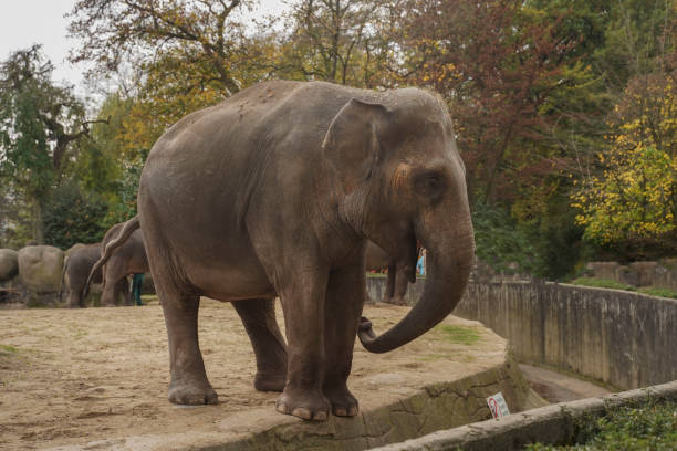 istock One Isolated Big Alone Elephant Standing and Looking Around. A young elephant with small ears and no tusks stands in the zoo in a close-up field, behind the forest and visitors 1449013905