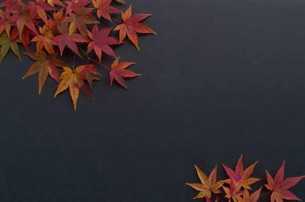 istock Autumn Colored Maple Leaves for the Backgrounds 1449018529