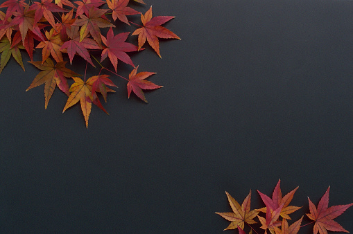 Autumn Colored Maple Leaves for the Backgrounds