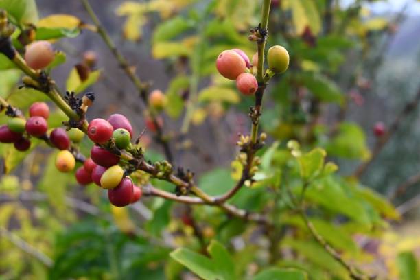 istock Closeup of coffee berries on the tree. 1449018610