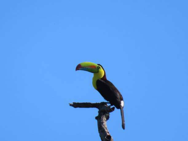 istock Perched toucan bird on a branch 1449019490