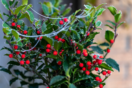 Frozen frost laden cobwebs on a holly bush, Christmas image.