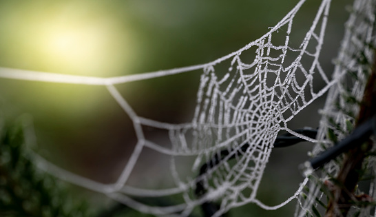 Frozen frost laden cobwebs on a Christmas tree, Christmas image.