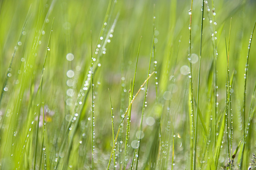 Closeup of raindrops on green leaves, extreme close-up, no people, selective focus