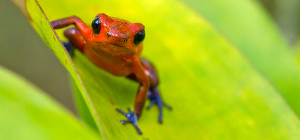 istock Dart Poison Frog, Tropical Rainforest, Costa Rica 1449021188
