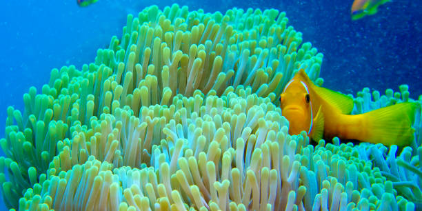 Blackfinned Anemonefish, Maldives