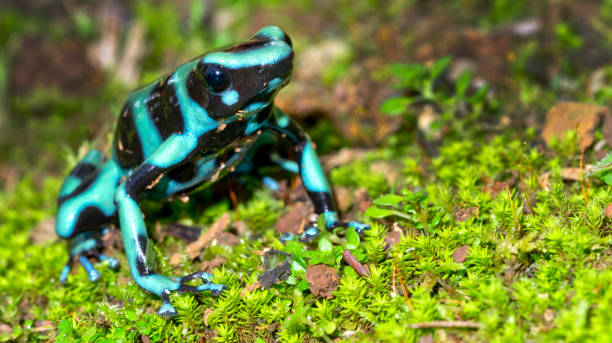 Green and Black Poison Dart Frog, Tropical Rainforest, Costa Rica Green and Black Poison Dart Frog, Dendrobates auratus, Tropical Rainforest, Costa Rica, Central America, America poison arrow frog stock pictures, royalty-free photos & images