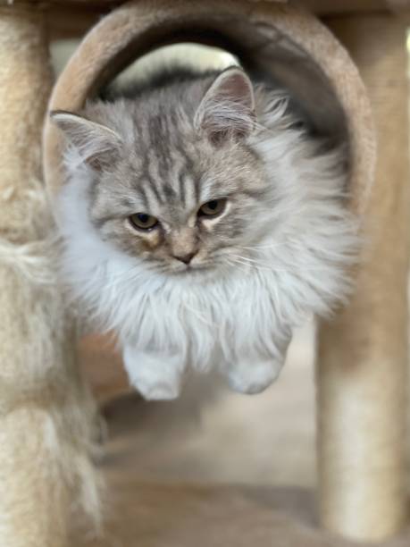 istock British longhair kitten 1449027013