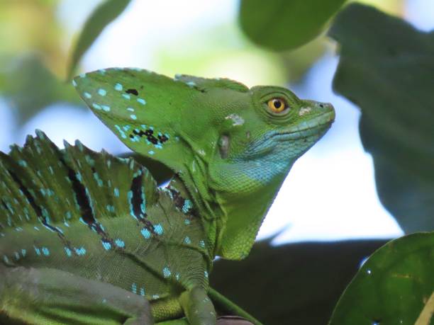 istock Closeup shot of a lizard on a tree 1449027851