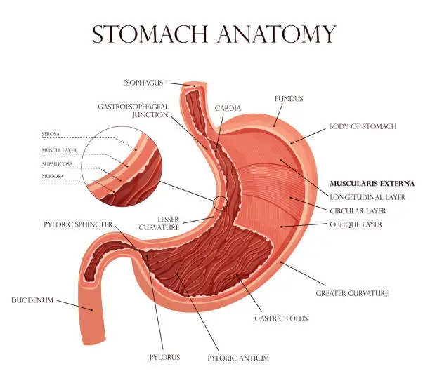 Vector illustration of Human stomach with all layers and folds