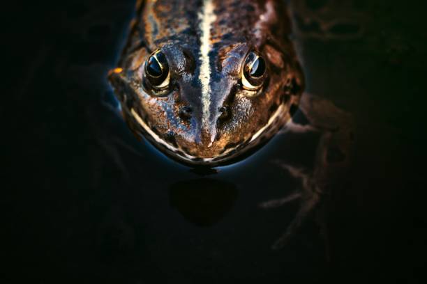 istock Head of frog 1449029555