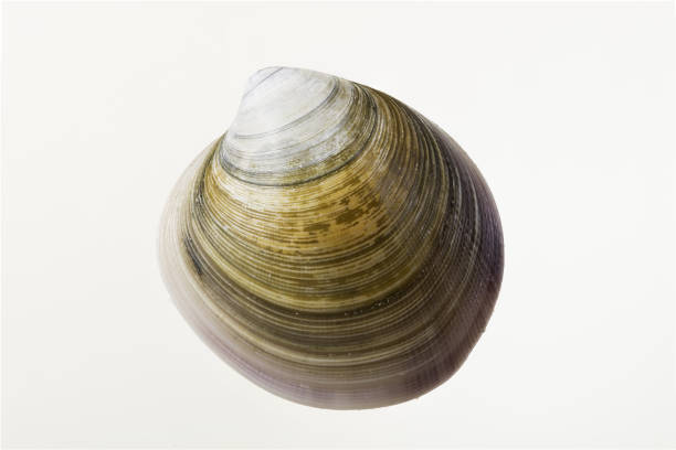 Close-Up Of Shell Clam Against White Background.