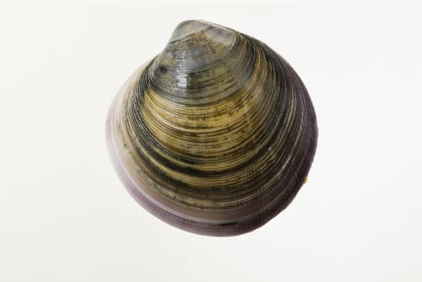 istock Fresh raw clams on white background studio shot. 1449029937