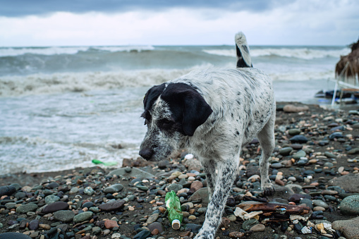 Dog on a coast after storm