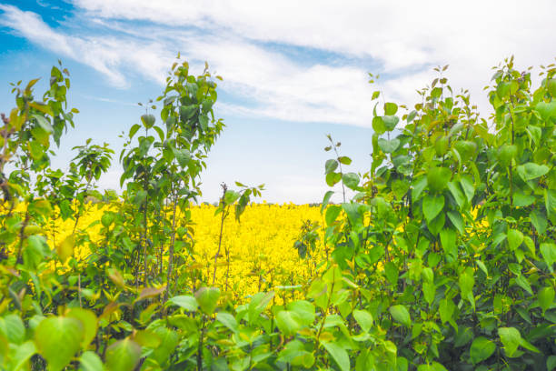 Rapeseed field hidden behind green bushes under a blue sky in the summer