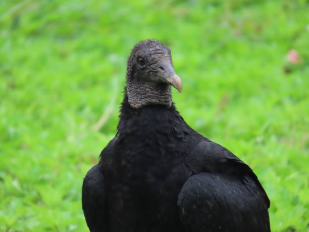 istock Black vulture (Coragyps atratus), also known as the American black vulture 1449033983