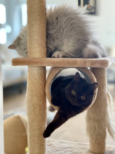 istock British longhair and shorthair kitten 1449034395