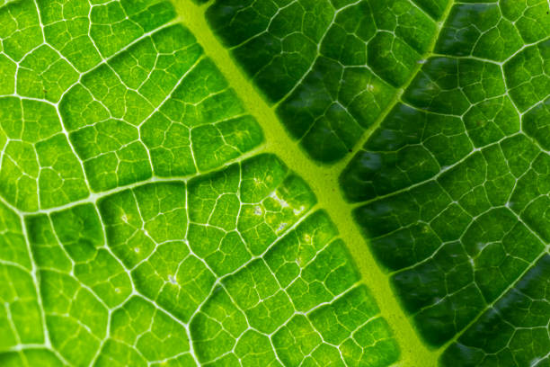 istock Abstract green leaves texture for background. Natural environment, ecological concept 1449036670