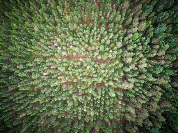 istock Drone shot over Nordic forest trees in the Baltic states 1449037340