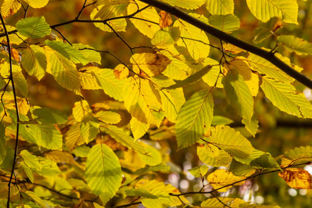 istock Close up tree foliage. Green and yellow leaves 1449038829
