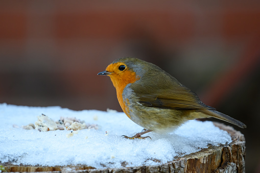 Single Red Robin bird perched on ice
