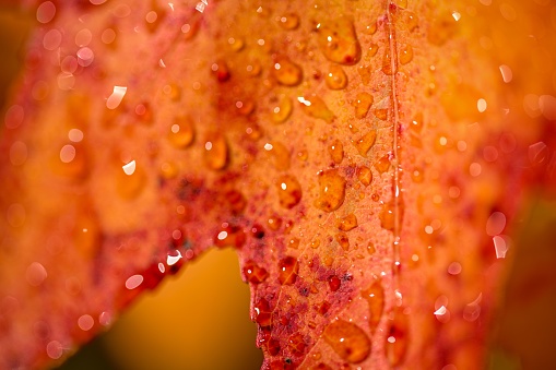 A macro shot of dew drops on a bright orange fall leaf