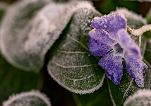 Blue Vinca Minor flower with frost in winter.