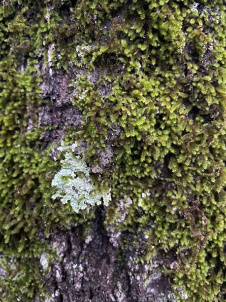 istock Closeup shot of a moss covering a tree 1449045209